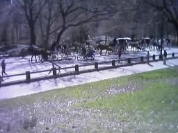 Horses and carriages in Central Park.